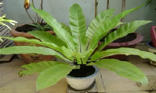 Những loại cây tuyệt vời hút khí độc trong nhà