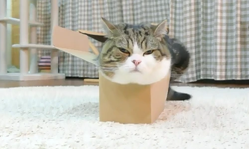 Cười ngặt nghẽo xem mèo béo cố ních người vào hộp bé