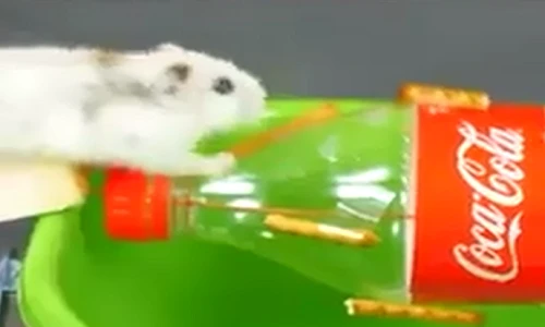 Cách làm bẫy chuột đơn giản, hiệu quả không ngờ