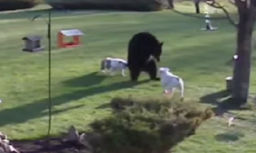 Hai chú chó dũng cảm “bật” lại cả gấu