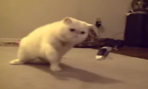 Kịch tính đại chiến giữa mèo và máy bay