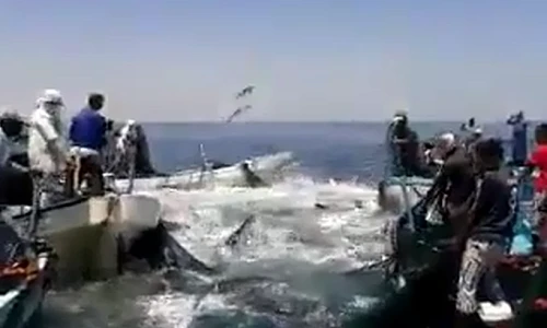 Cá biển “bay như chim” khi bị lùa bắt giữa đại dương