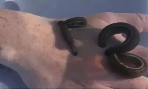 Lấy tay làm mồi cho đỉa đói và cái kết kinh dị