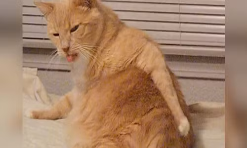 Chú mèo hồn nhiên nhất quả đất