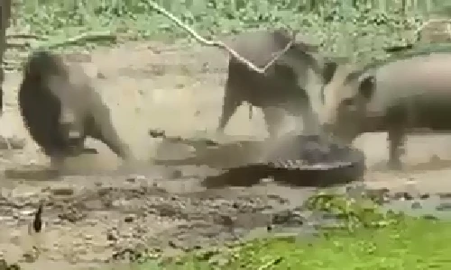 Sát thủ đầm lầy bị đánh hội đồng tơi tả vì tấn công lợn con