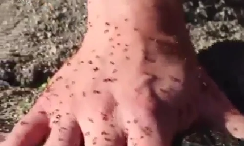 Điều gì xảy ra khi vùi tay vào ổ kiến lửa suốt 5 phút?