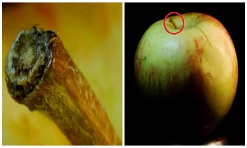 Hình ảnh lạ lẫm của đồ vật quen thuộc dưới ống kính macro 