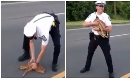 Hành động ấm áp của chàng cảnh sát khiến người xem tan chảy