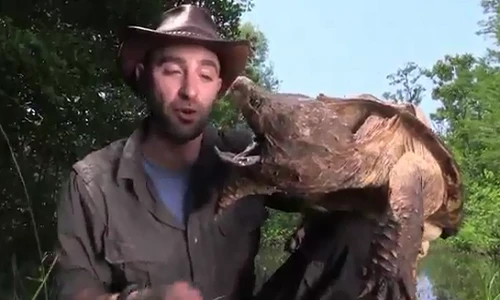 Cú đớp mồi khủng của quái vật rùa cá sấu