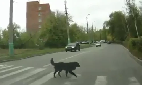 Hình ảnh những chú chó tham gia giao thông gây sốt