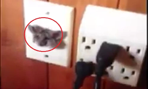 Khó hiểu clip chuột nghịch dại chui đầu vào ổ điện