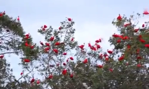 Ngỡ ngàng với bầy chim thoạt nhìn tưởng hoa phượng đỏ