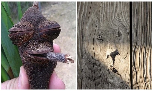 Những khuôn mặt ẩn náu quanh ta