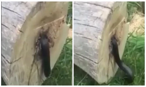 Kinh dị rắn bị thợ cưa chặt đứt lìa vẫn ngọ nguậy