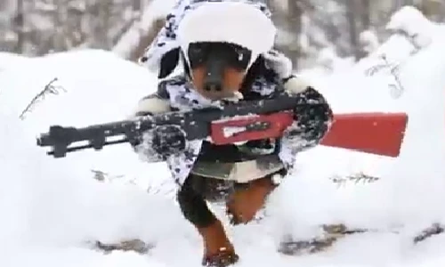 Clip Chú chó cầm súng đi săn gây sốt mạng