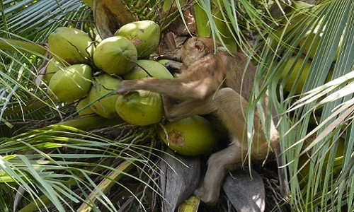 Video khỉ phải hái 1000 quả dừa mỗi ngày gây sốc