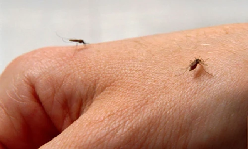 Vì sao muỗi thích đốt người uống rượu?