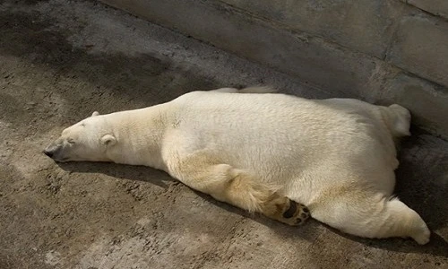 Tư thế ngủ siêu dễ thương của động vật (2)