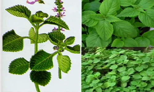 Món ăn bài thuốc tuyệt vời từ cây húng chanh