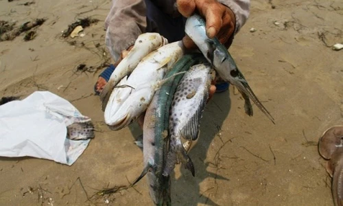 Nhiều thông tin sai lệch về vụ cá chết hàng loạt ở miền Trung