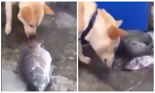 Clip cảm động cảnh chú chó hất nước cứu cá