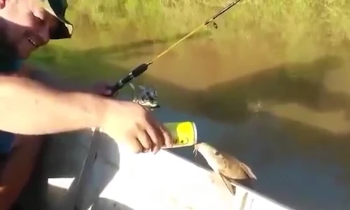 Cá ngoi lên mặt nước, ghé mạn thuyền uống bia của ngư dân