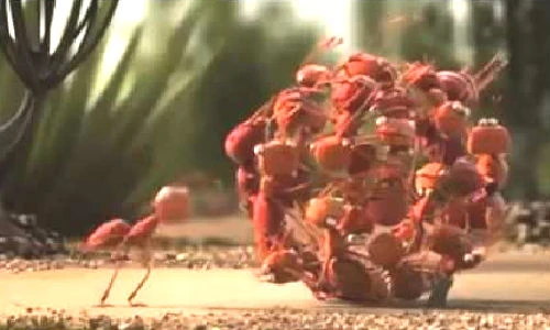 Video: Sức mạnh thần kỳ của sự đoàn kết trong loài vật