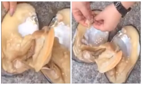 Người phụ nữ vớ bẫm lấy được 10 viên ngọc trai