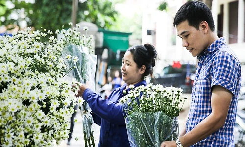 Đẹp nao lòng cúc họa mi nở rộ từ vườn ra phố