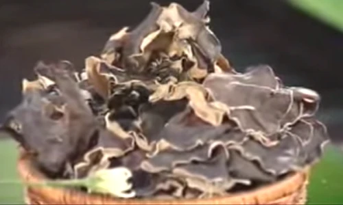 Công dụng chữa bệnh và làm đẹp tuyệt vời từ mộc nhĩ