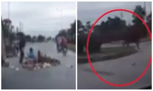 Suýt chết vì bị bò lao vào xe máy