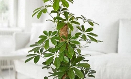 Cách chọn cây xanh xua tà khí, hút lộc cho gia chủ