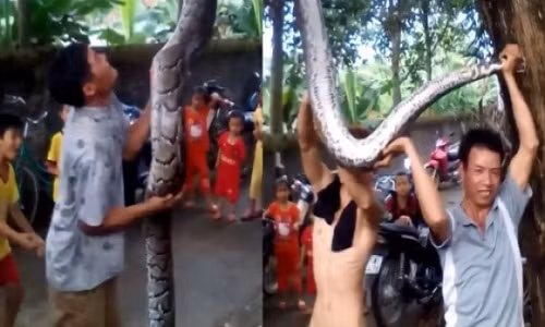 Bắt được trăn khủng dài 5m, nặng 37kg ở Nghệ An
