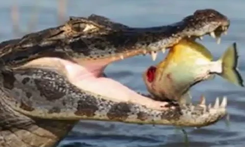 Kỳ lạ ba con cá sấu sông Nile ăn thịt người xuất hiện ở Mỹ