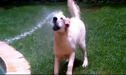 Cười lăn lộn với khoảnh khắc có một không hai của thú cưng