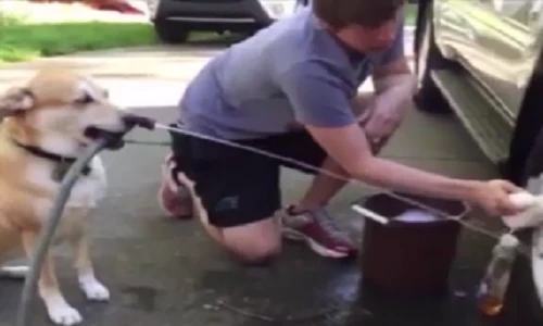 Khả năng giúp việc của chú chó khiến ai cũng thích