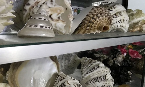 BST vỏ ốc “khủng” từ Hoàng Sa - Trường Sa của thợ lặn đất đảo