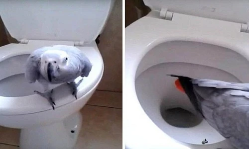 Vẹt xám tự đi vệ sinh vào bồn cầu như người