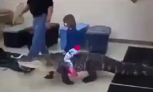 Kinh hoàng bé gái cưỡi cá sấu đi chơi