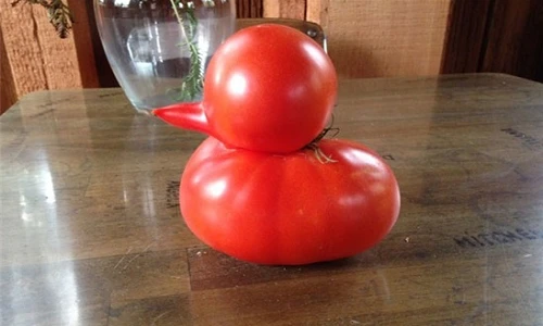 Chiêm ngưỡng quả cà chua hình chú vịt lạ nhất thế giới