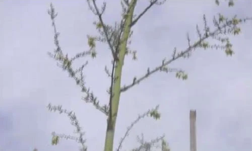 Chiêm ngưỡng cây kiểng “chọc trời“ cao hơn cả cột điện