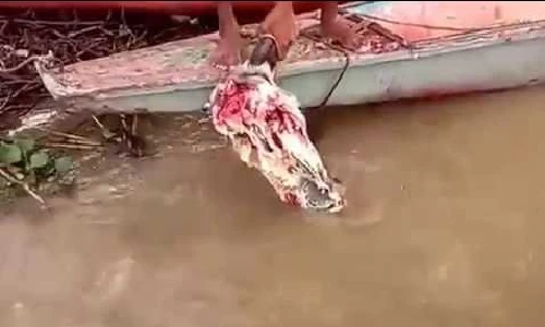 Tận mắt cảnh đàn cá Piranha điên cuồng rỉa thịt đầu bò