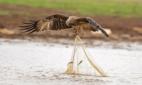 Cười ngất chú diều lửa láu cá trộm lưới của ngư dân 
