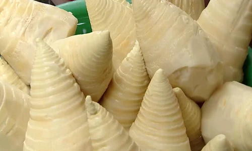 Cách nhận biết măng tươi nhuộm hóa chất