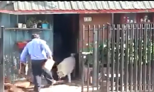 Khó tin chú chó cưng biết phụ giúp chủ việc nhà