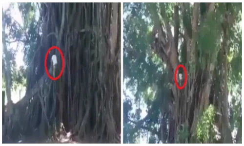 Xuất hiện “thánh leo cây“