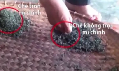 Công nghệ trộn mì chính tạo độ ngọt cho chè búp Thái Nguyên