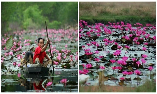 Phượt suối Yến mùa hoa súng nở rộ