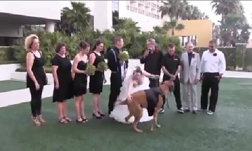 Chết cười với những tình huống siêu hài trong đám cưới