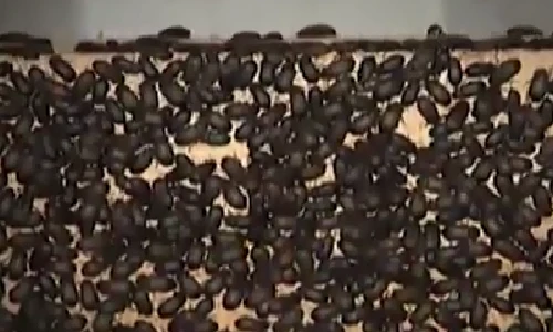 Cách chế thuốc trừ sâu đuổi bọ đậu đen hiệu quả